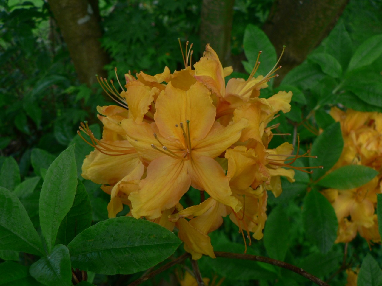 Unnamed hybrid seedling